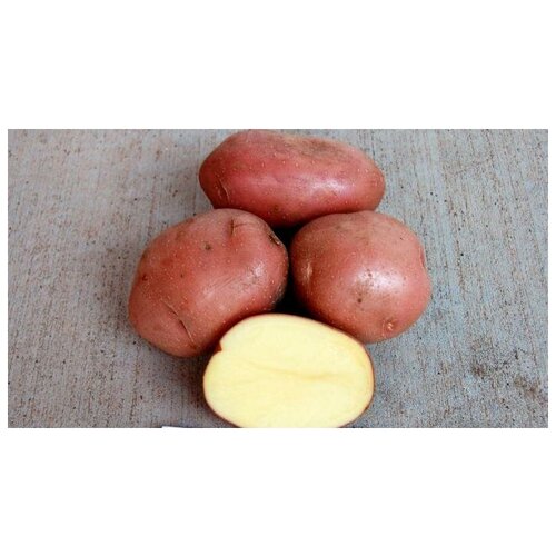 Картофель семенной Беллароза ( 2 кг в сетке 28-55 мм, элита ) картофель белый ранний вес