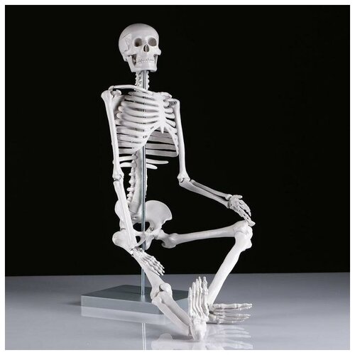 Макет Скелет человека 85см
