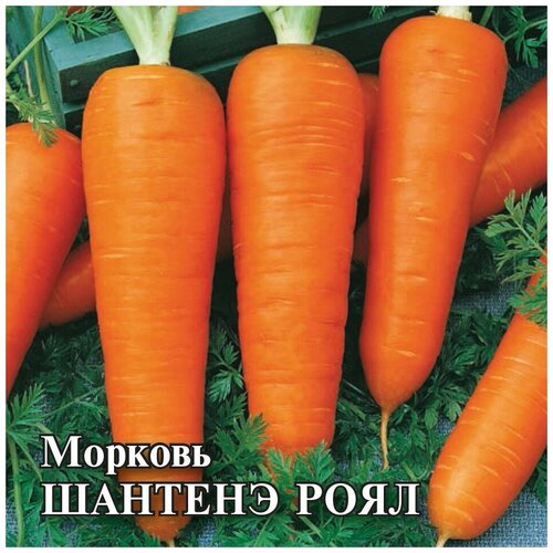 Семена. Морковь Шантенэ Роял (вес: 100 г)