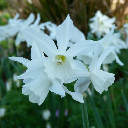 Нарцисс Талия