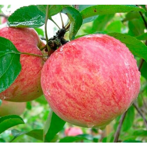 Яблоня Коричное полосатое, 4-5 лет, C32, ЗКС яблоня 2 в 1 яблочный спас коричное полосатое