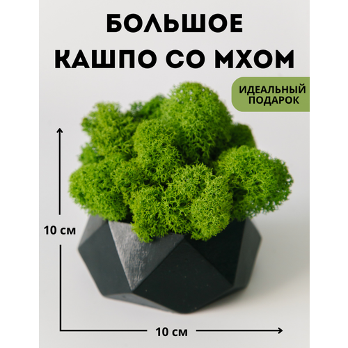 Украшение для интерьера - кашпо с стабилизированным мхом от G.Co.Studio