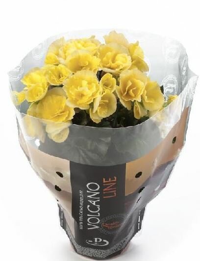 Бегония Клара белая - Begonia Elatior Hf Clara D12 H30