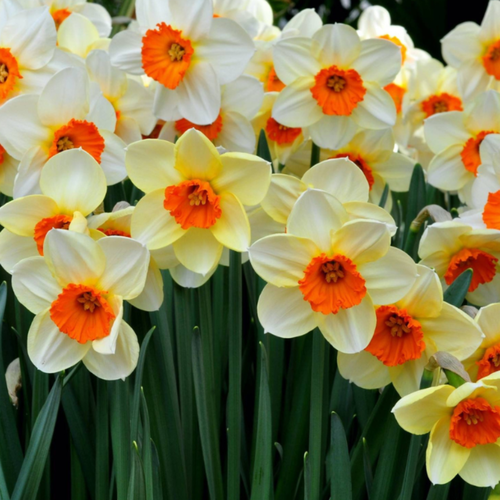 Нарцисс SEMPLRE AVANTI (3 луковицы)