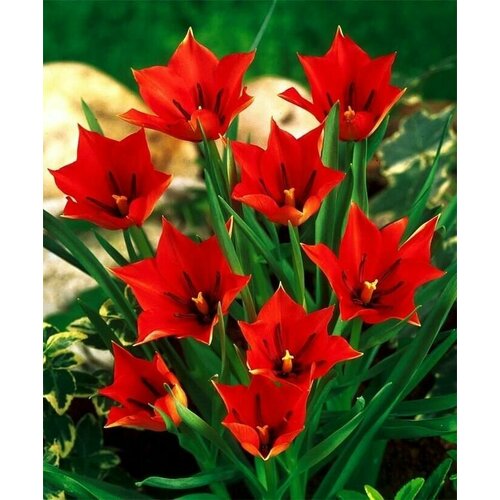 Тюльпан ботанический Ред Хантер (10 шт) / луковичные цветы