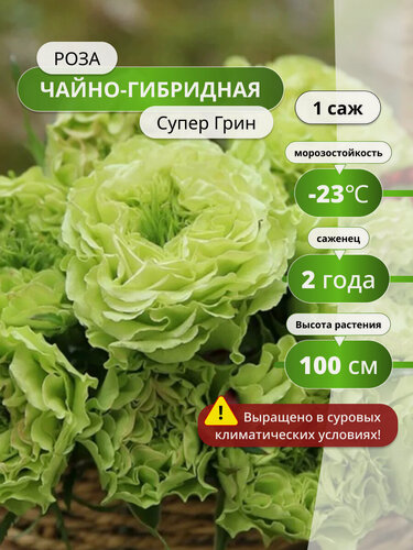 Изображение товара Роза чайно-гибридная Супер Грин (Super Green), морозостойкая,