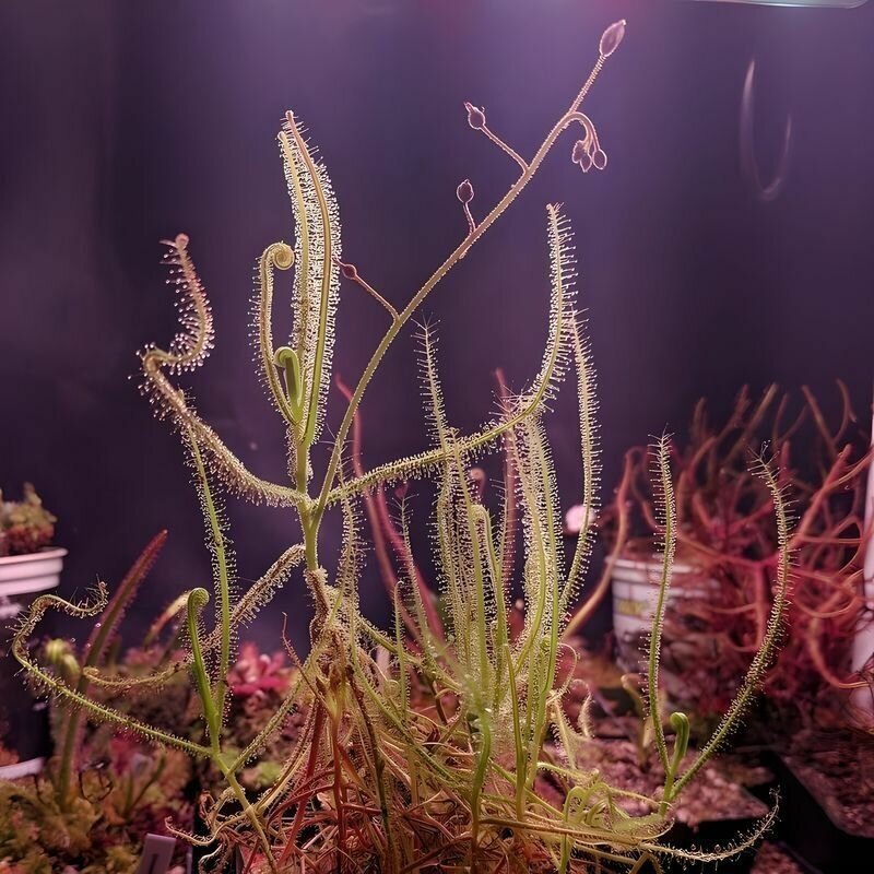 Семена мухоловка росянка FINLAYSONIANA 10+ шт (Drosera Finlaysoniana) хищное растение поедающее мух