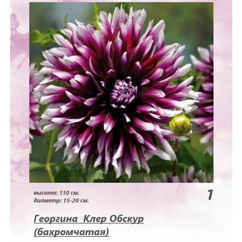 Георгина Клер Обскур (бахромчатая) 1 шт.