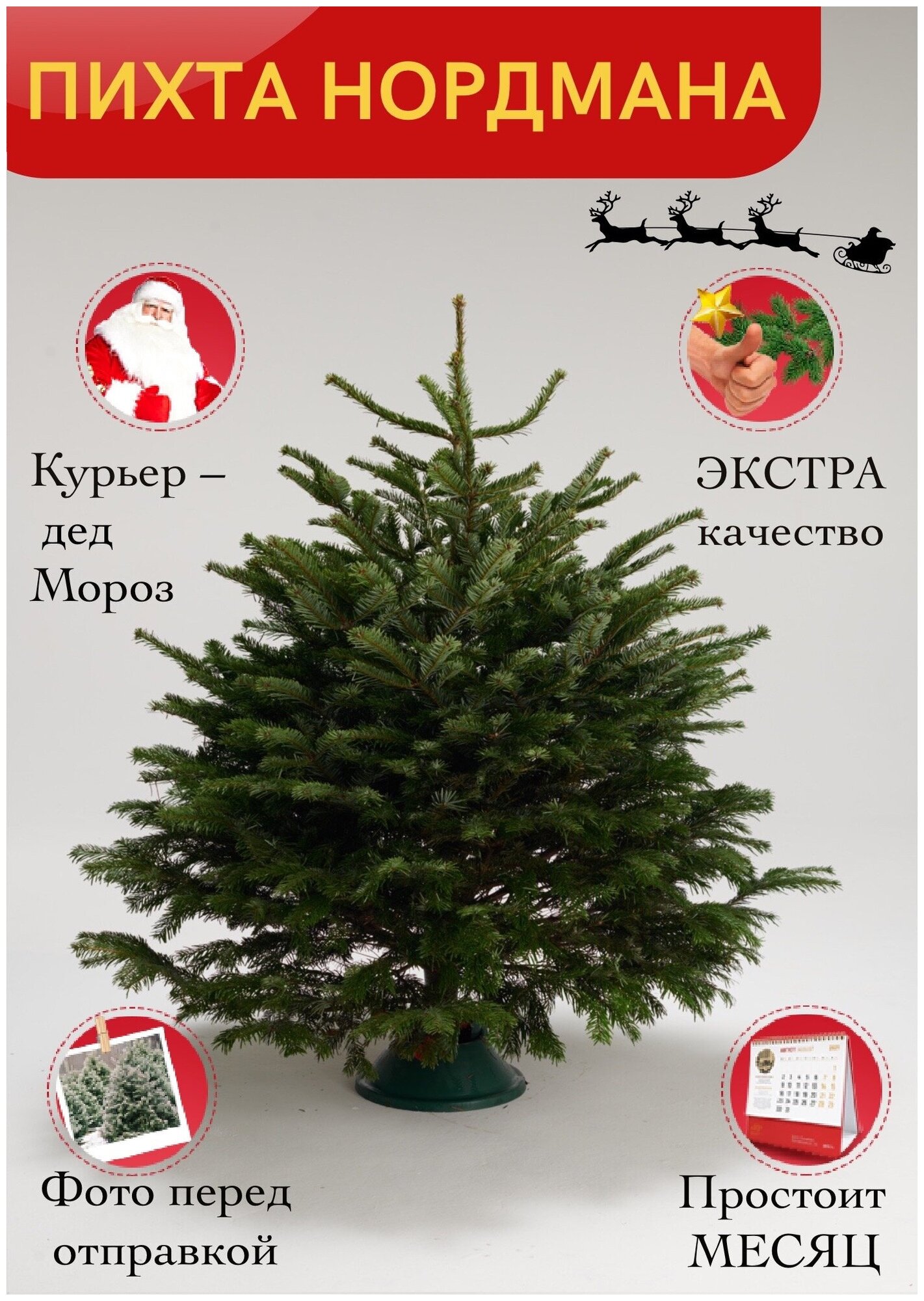 Елка живая Пихта Нордмана экстра (Срез) 150-175