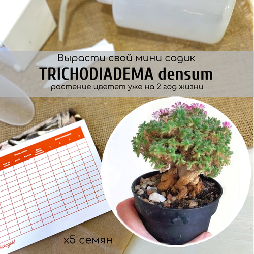 Семена суккулента Триходиадема Trichodiadema densum / можно создать каудексный бонсай