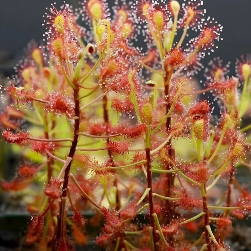 Семена мухоловка росянка MADAGASCARIENSIS 7+ шт (Drosera Madagascariensis) хищное растение поедающее мух