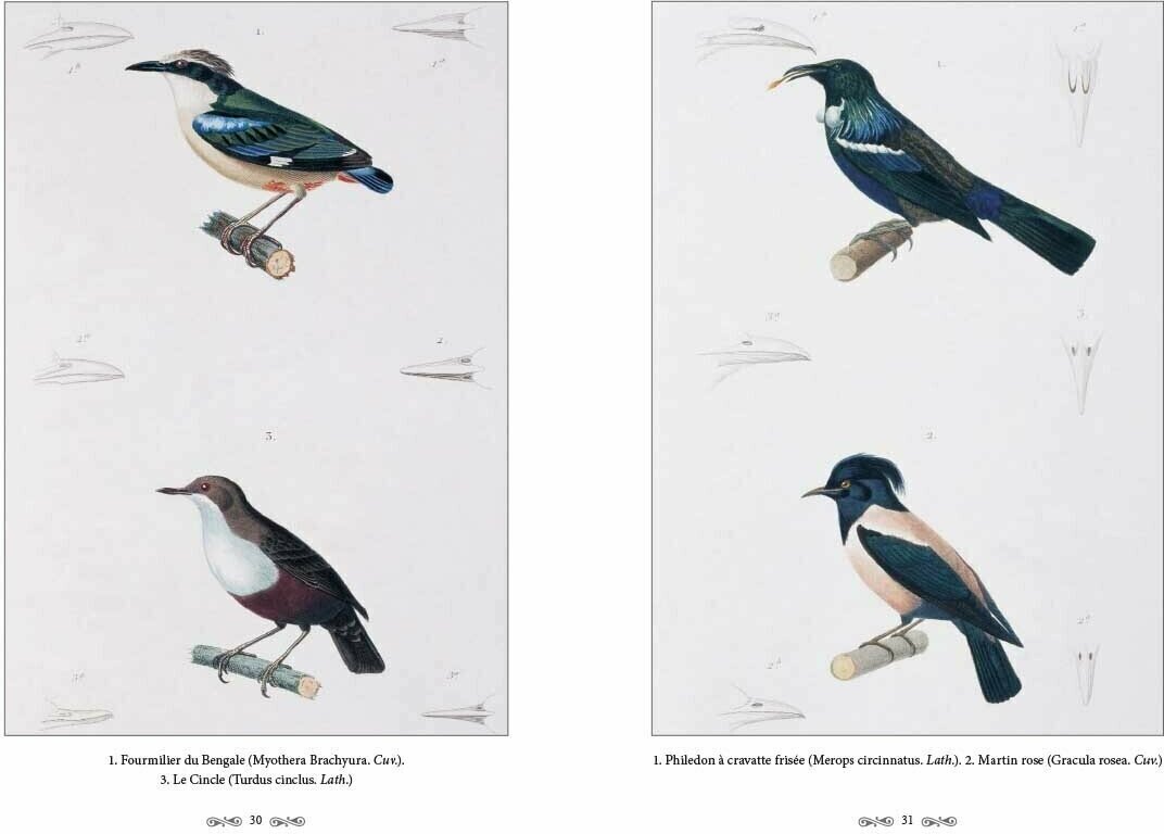 Ж.-Л. Кювье. Царство животных. Позвоночные. Птицы - фото №10