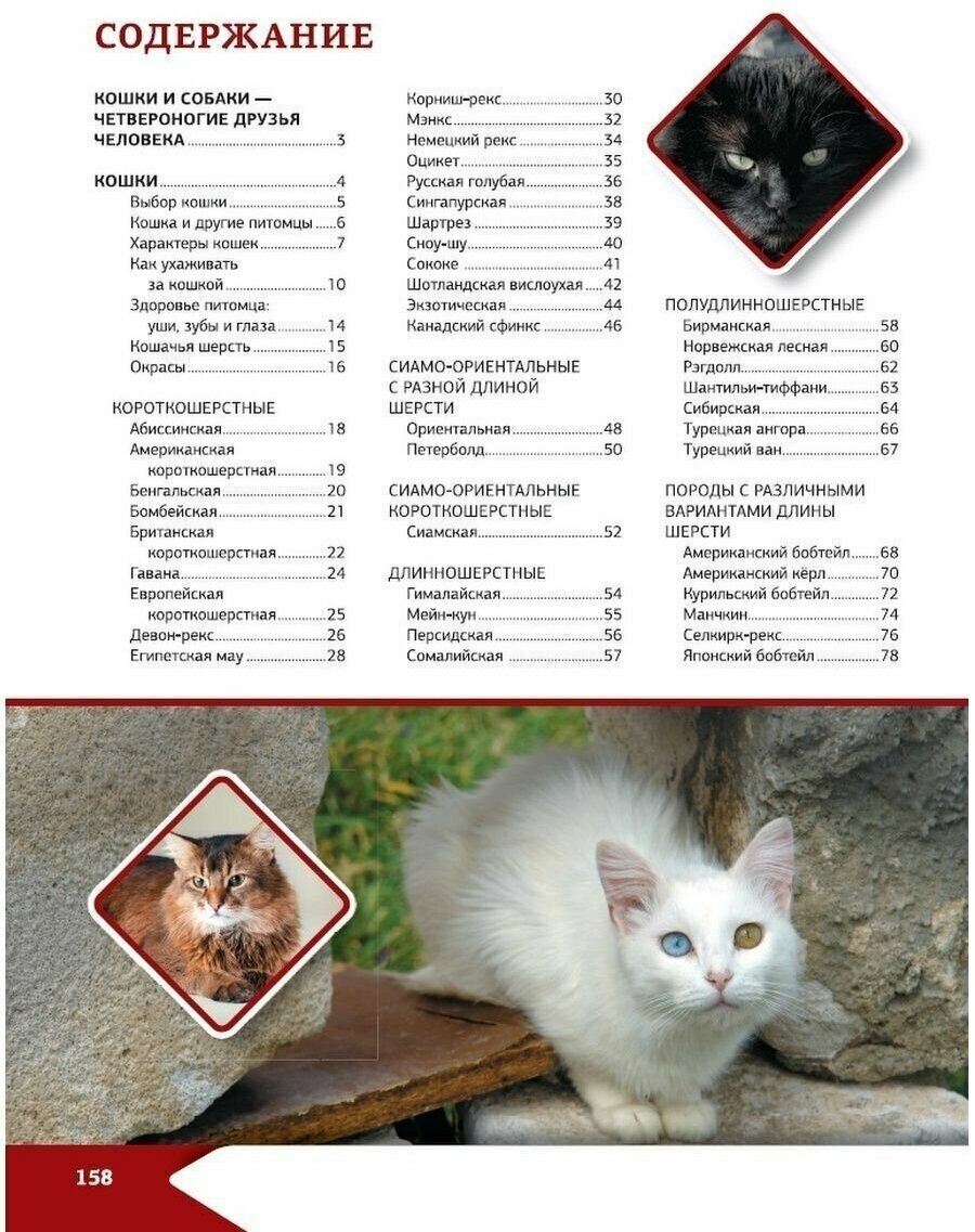 Большая энциклопедия о кошках и собаках - фото №4