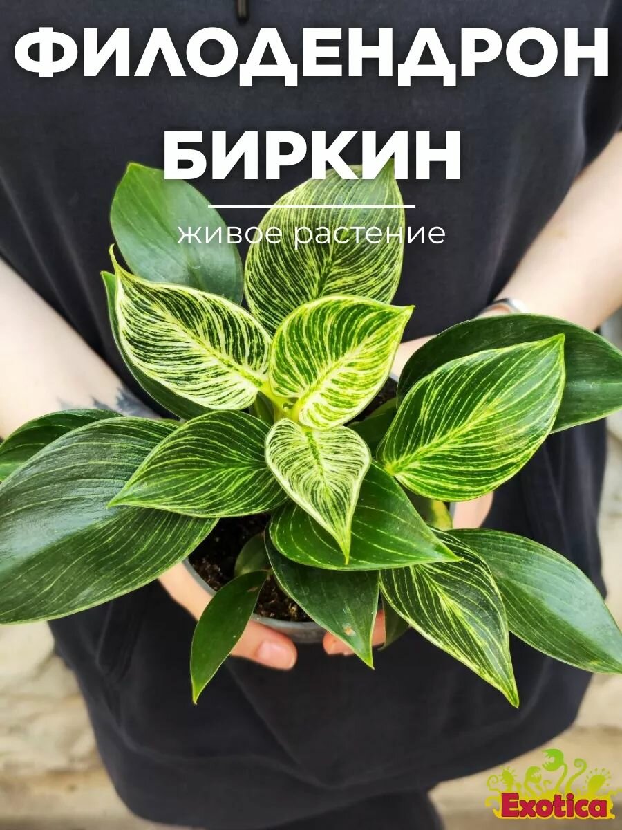 Филодендрон Биркин (Philodendon Birkin) D12см домашний цветок