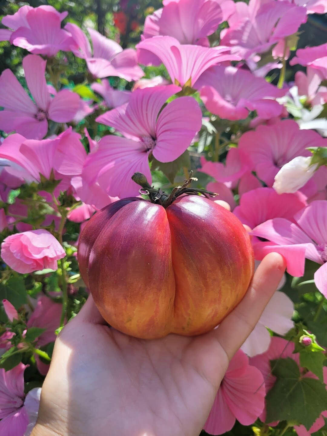 Томат "Огненная комета Софии" коллекционные семена 10 семян в упаковке