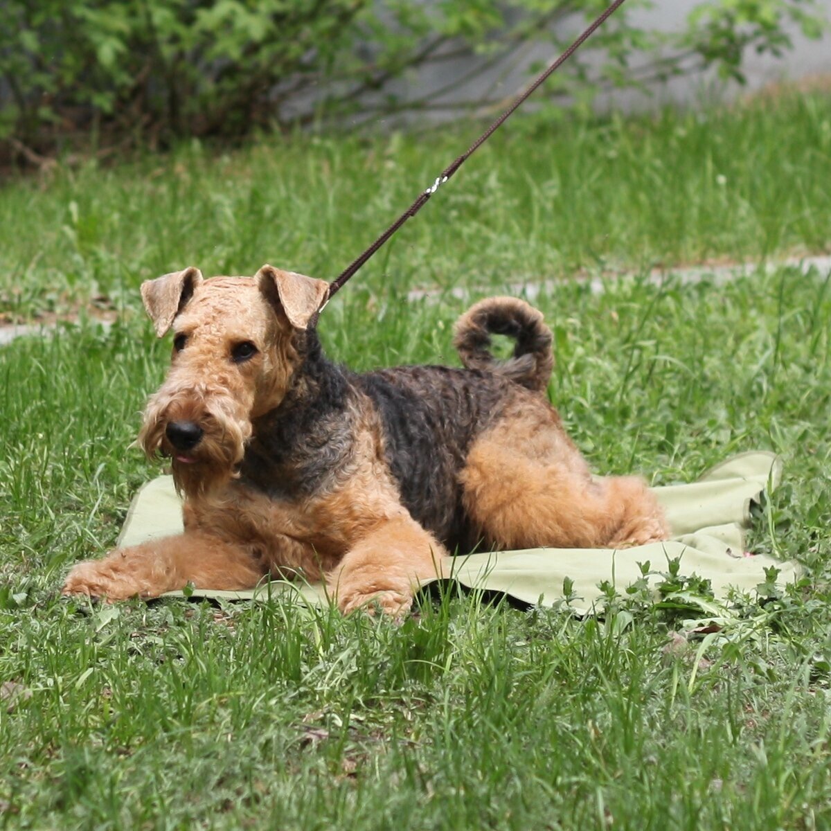 Osso Охлаждающий коврик для собак 50х70 см - фотография № 3