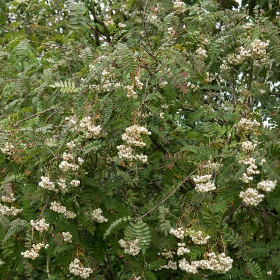 Семена Рябина Кёне (Sorbus koehneana), 10 штук