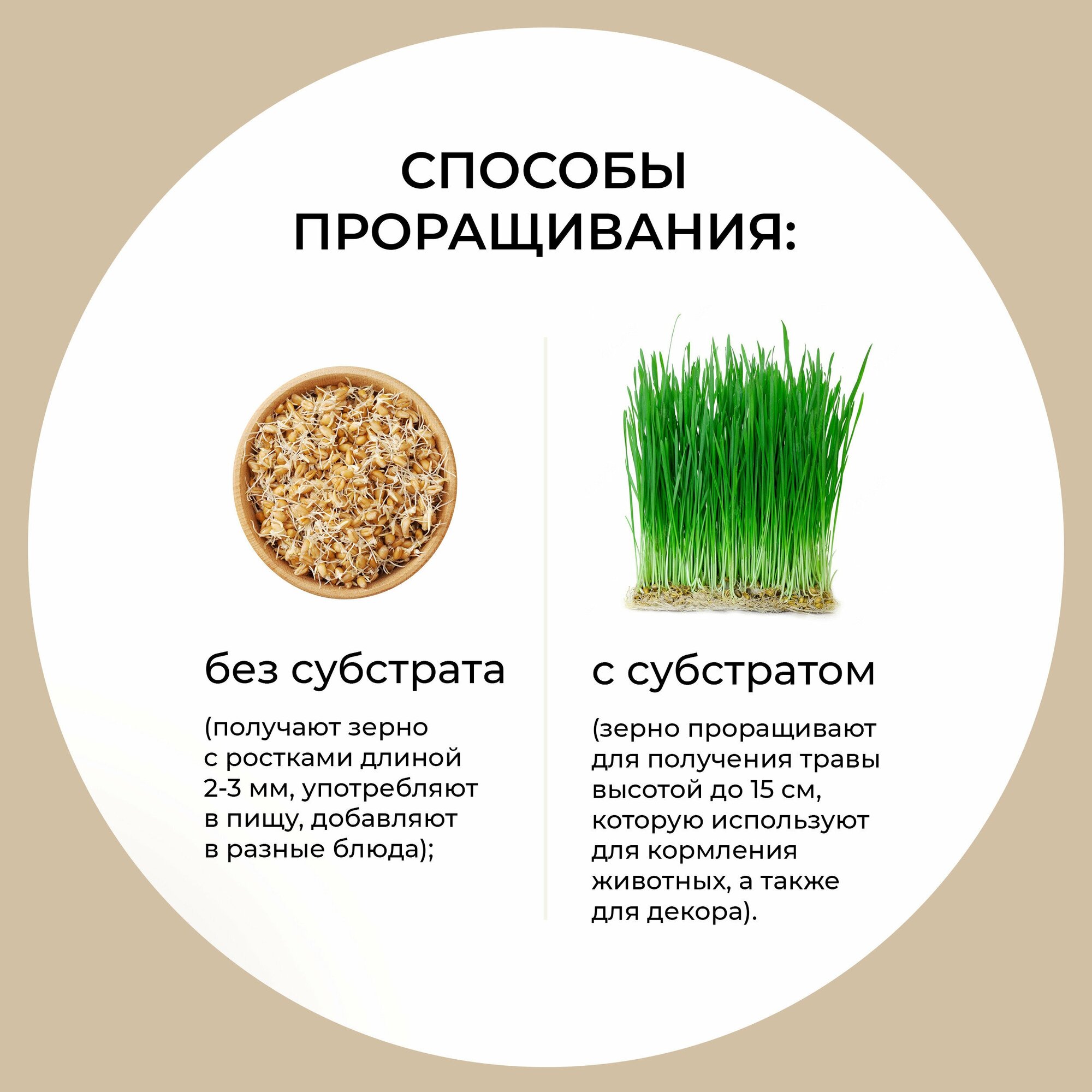 Пшеница для проращивания HOME AGRO, 900 грамм - фотография № 3