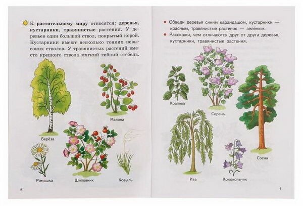 Мир вокруг нас. 5-6 лет (Бортникова Елена Федоровна) - фото №2