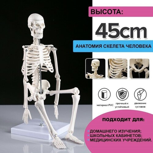 Макет Скелет человека 45см макет скелет человека 170см