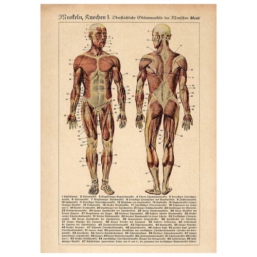 Плакат, постер на бумаге анатомический, медицинский принт. Строение человека. Мышечная система. Размер 42 х 60 см обучающий медицинский плакат мышечная система человека а 1 60x84 см