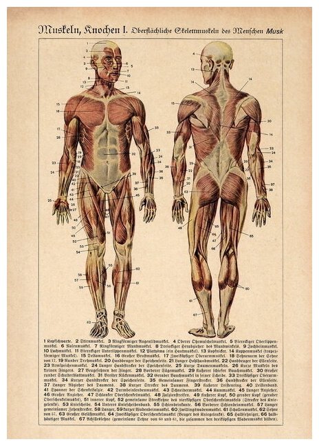 Плакат, постер на бумаге анатомический, медицинский принт. Строение человека. Мышечная система. Размер 21 х 30 см