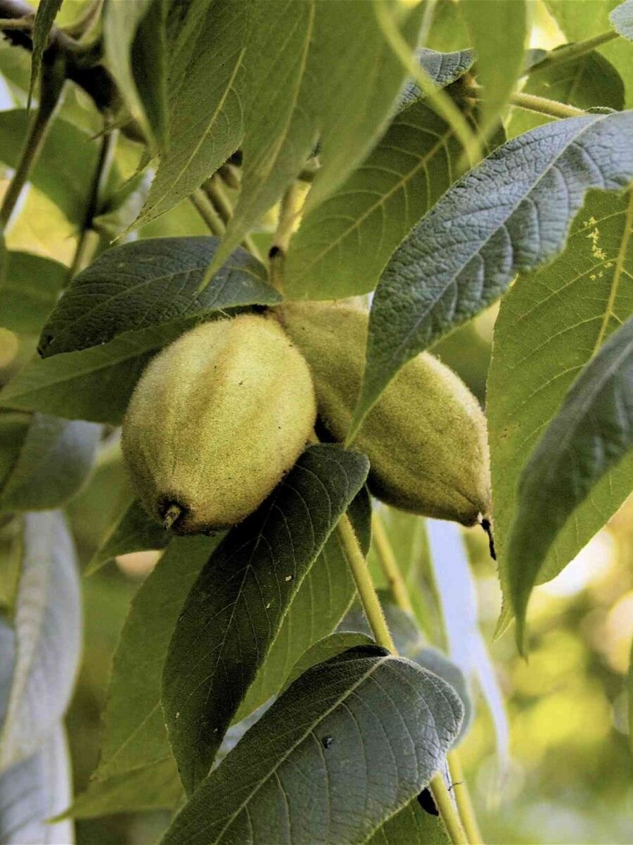 Семена Орех серый (Juglans cinerea), 5 штук