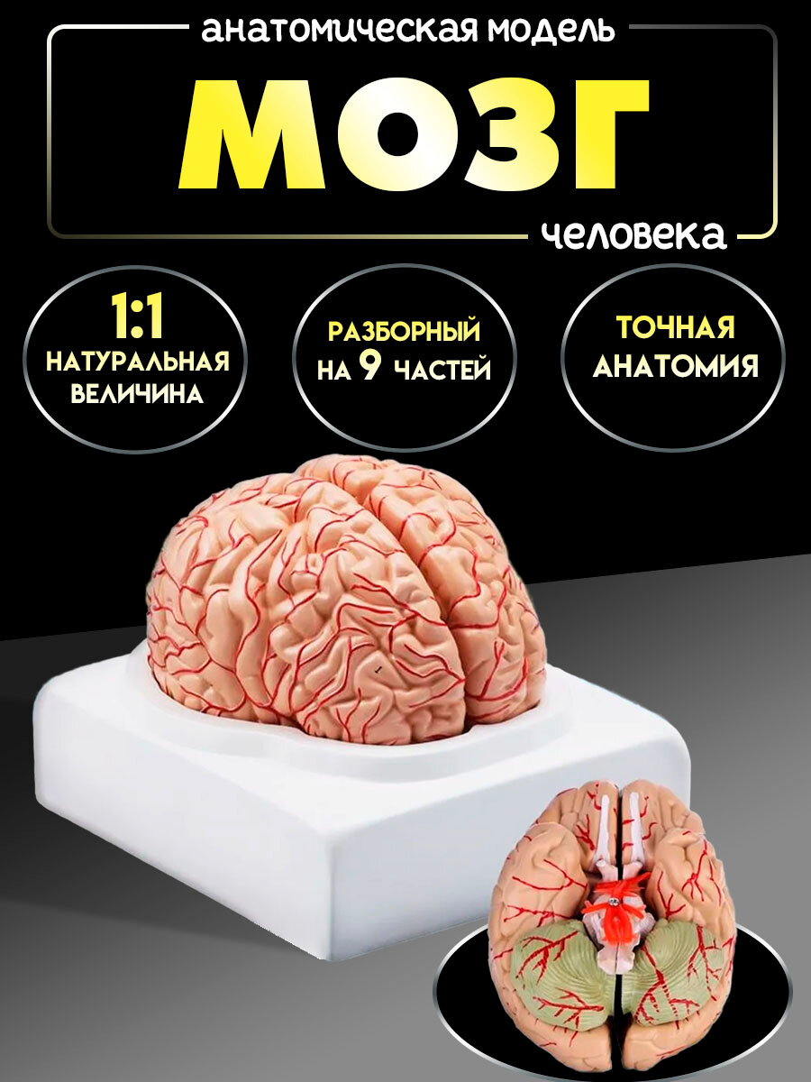 Анатомическая модель мозга человека разборная, 9 частей на подставке, в натуральную величину