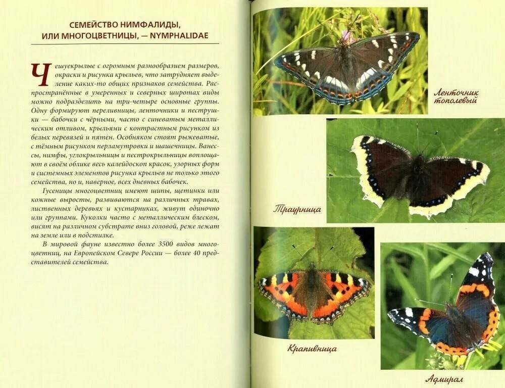 Дневные бабочки Европейского Севера России. Атлас-определитель - фото №10