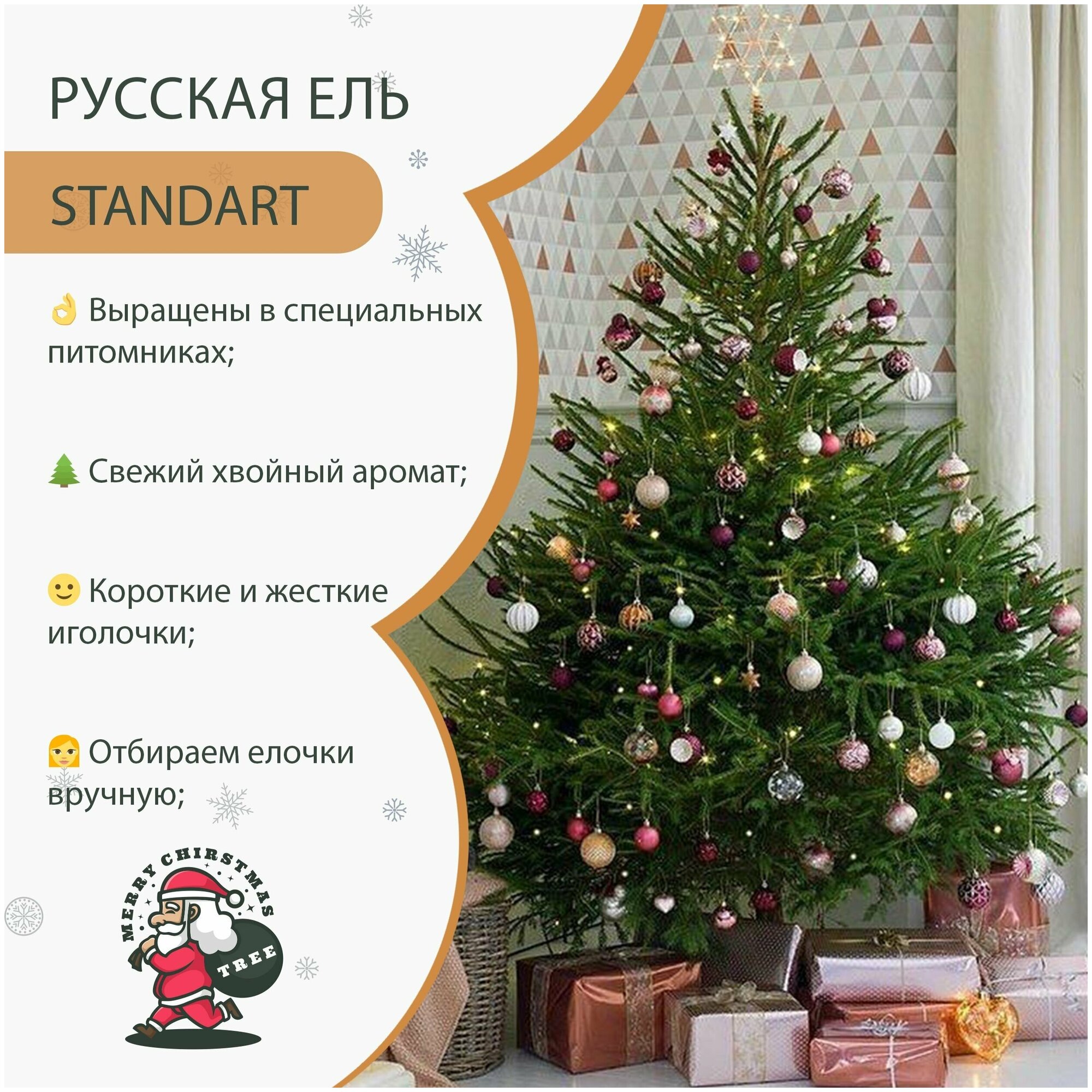 Русская ель, 200-225 см, Живая новогодняя ёлка
