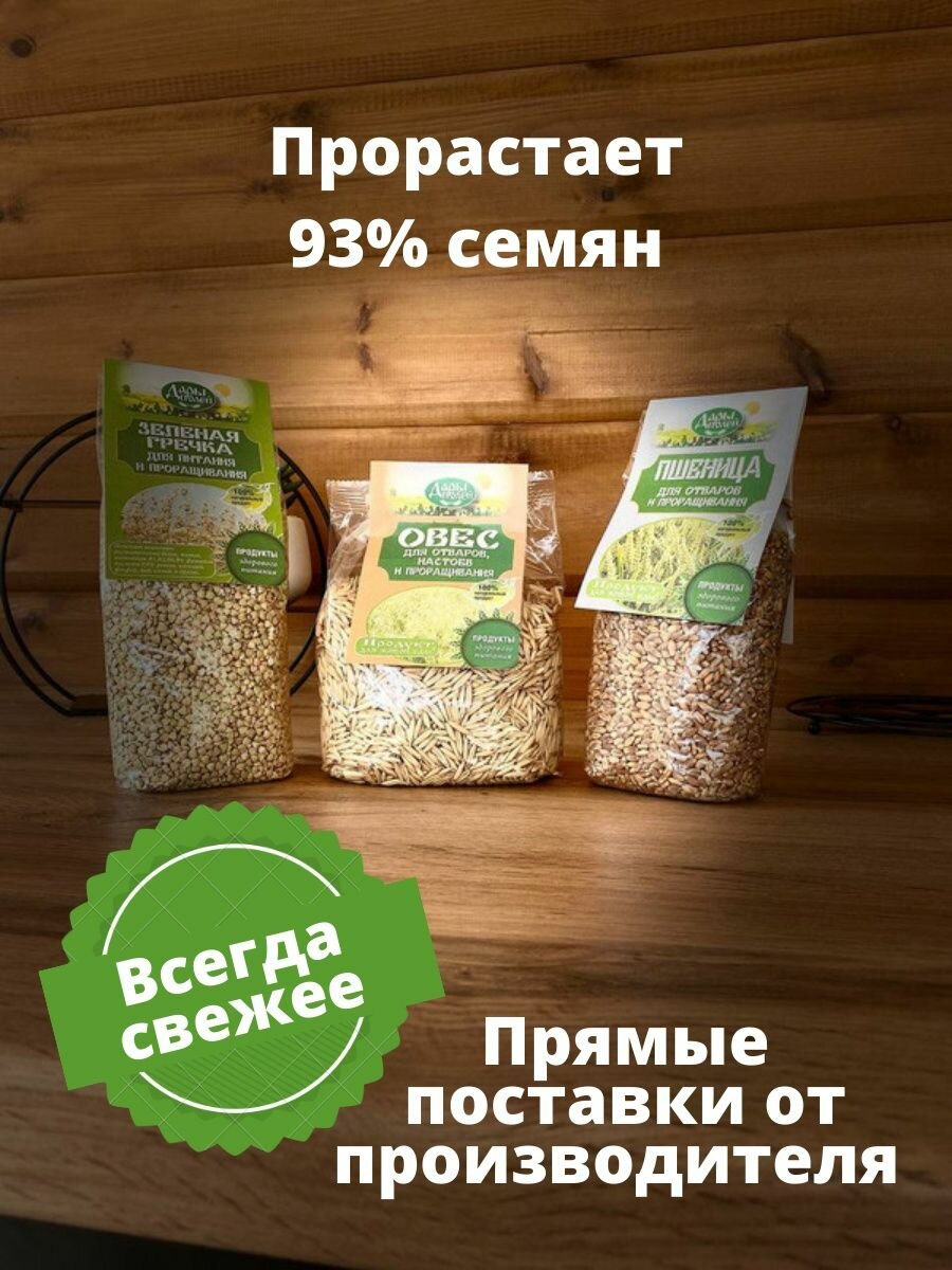 Набор зерна для проращивания пшеница зеленая гречка овес - фотография № 2