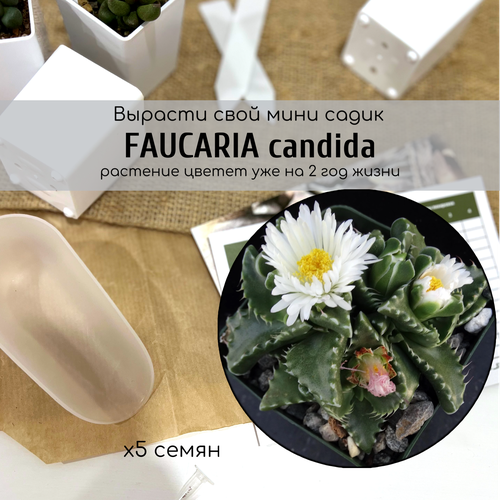 Семена суккулента Faucaria candida ( Фаукария кандида ). Это единственный вид Фаукарии с белыми цветами