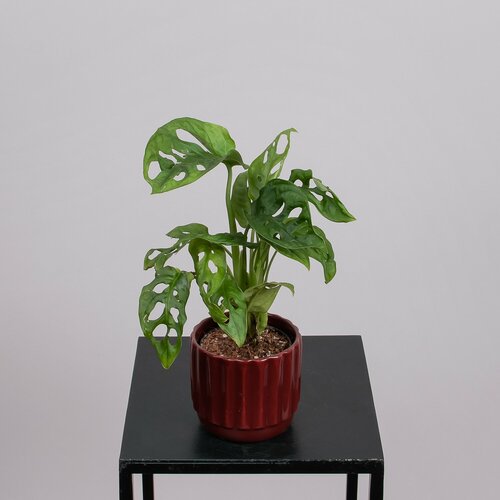 Монстера Манки Мэск в круглых цветных кашпо (D-7, H-15)