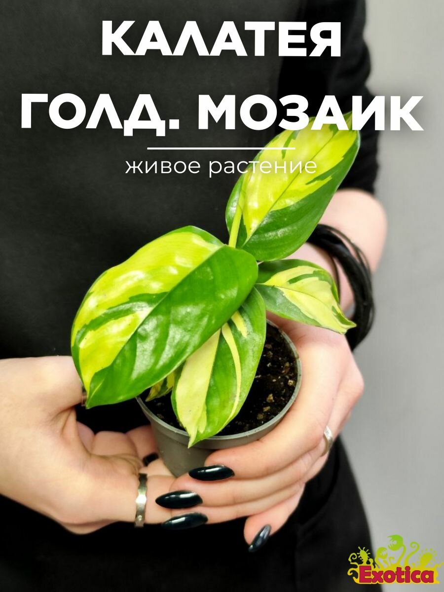 Ктенанта Пилоза Голден Мозаик (Ctenanthe Pilosa Golden Mosaic) D6см комнатный цветок