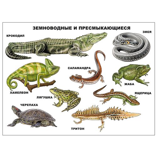 Плакат Проф-Пресс Земноводные и пресмыкающиеся