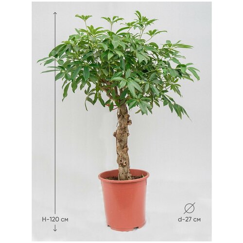 Шеффлера Компакта переплетенная, высота 120 см, диаметр 27 см, живое комнатное растение