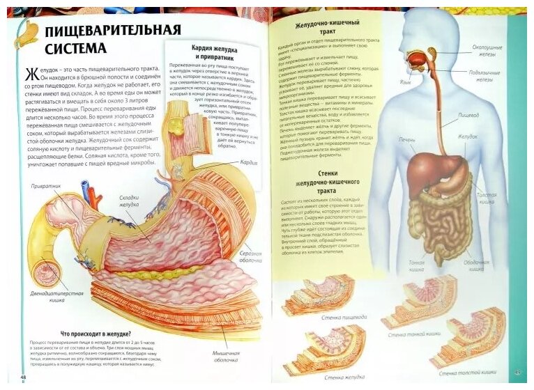 Анатомия человека. Детская иллюстрированная энциклопедия - фото №3