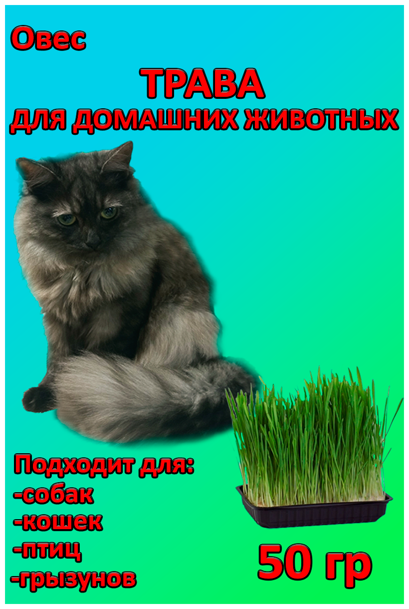 Трава для Кошек, Собак и грызунов / Трава для выращивания / 50г.