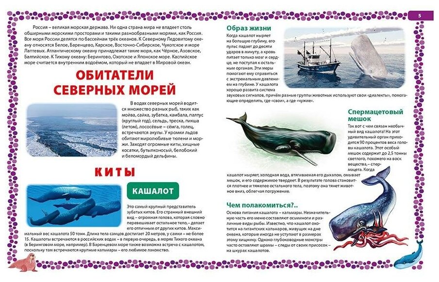 Подводный мир России. Детская энциклопедия - фото №2