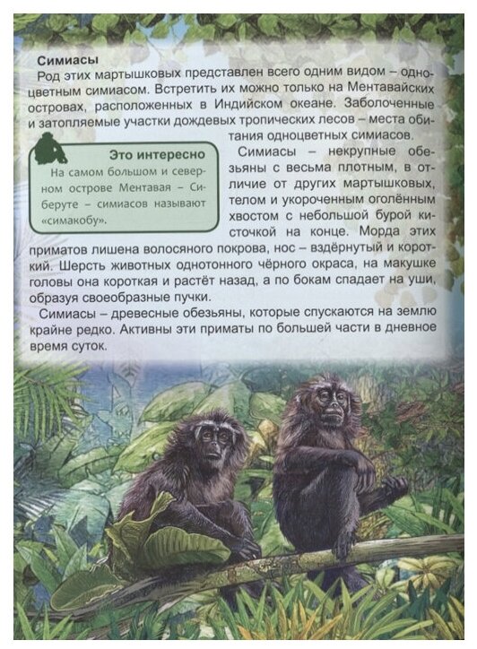 Хочу знать. Обезьяны (Гольнев Вадим (иллюстратор), Соколова С.) - фото №5
