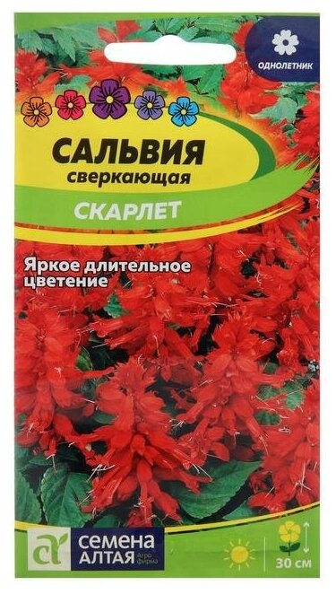 Семена цветов Сальвия 