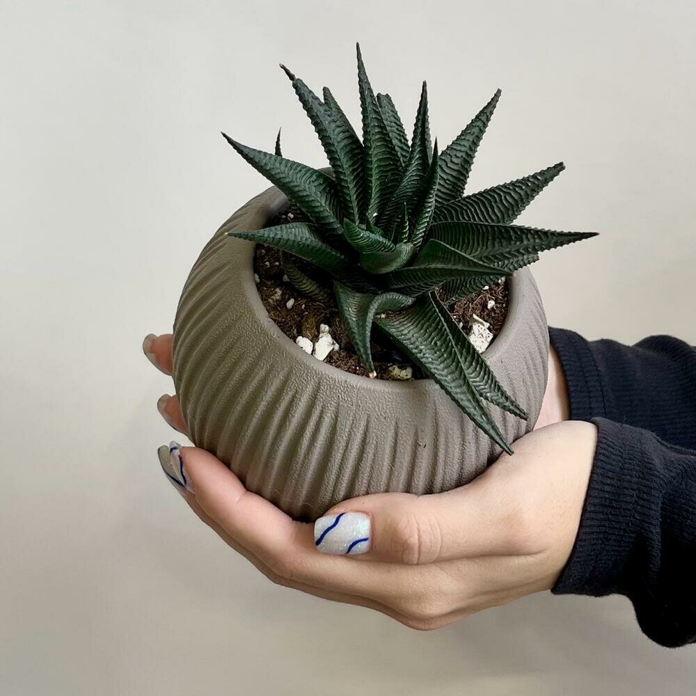 Комнатное растение Хавортия в маленьком пластиковом горшочке 14 см