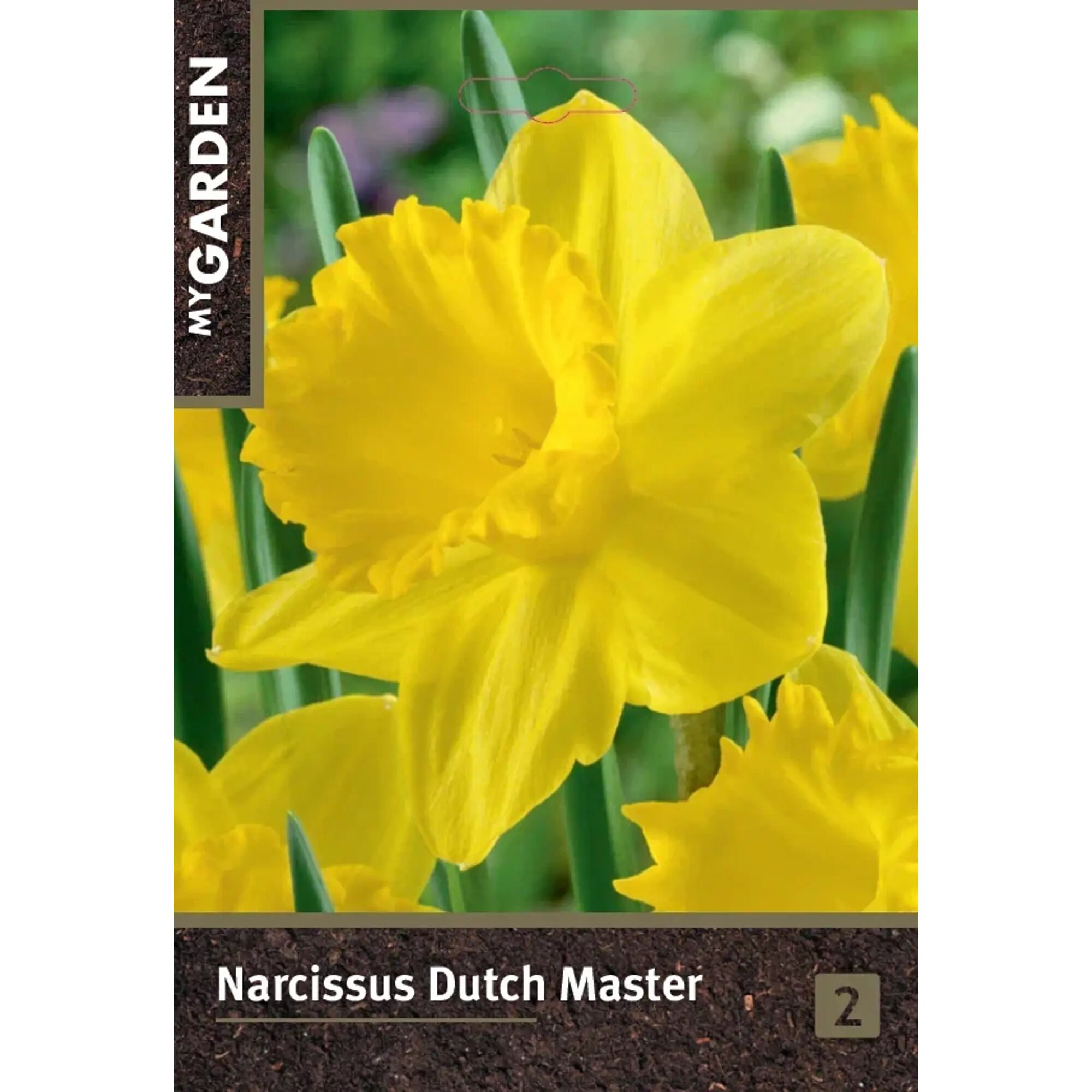 Нарцисс трубчатый Датч Мастер луковицы 10