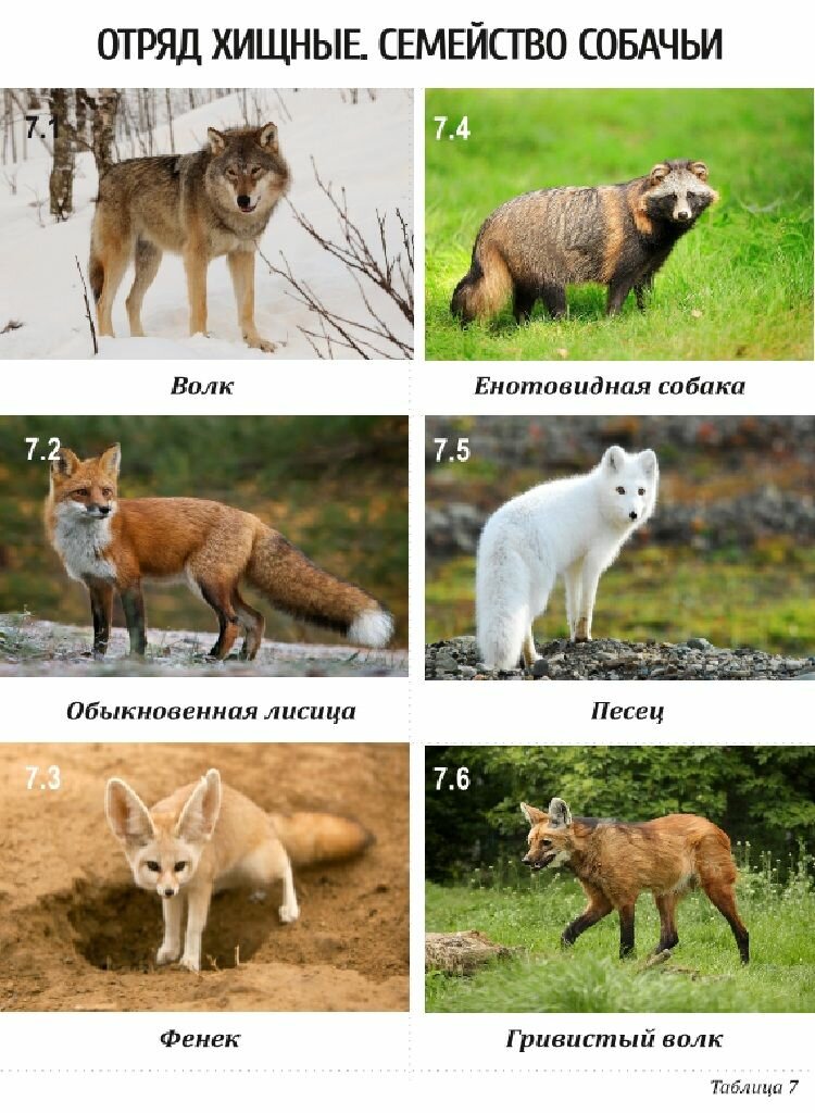 Комплект таблиц по ботанике раздаточных "Разнообразие животных. Млекопитающие."