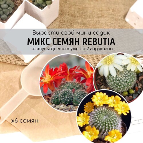 Семена крошечных кактусов Rebutia senilis с крупными цветами от Бюро семян / комнатные домашние растения для новичков