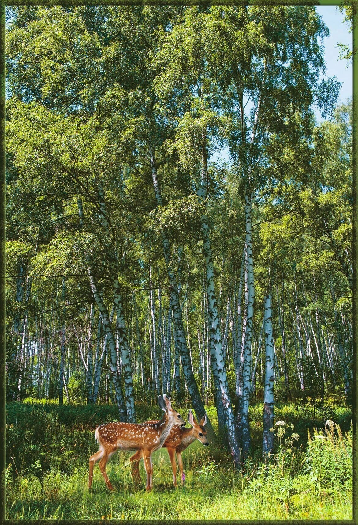 фото Фотообои Vostorg № 77 Русские березы 134х196см