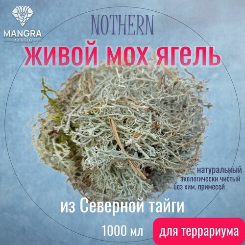 Мох живой MANGRA exotic NOTHERN - ягель, из Северной тайги, для террариума, для рептилий и насекомых, 1000 мл