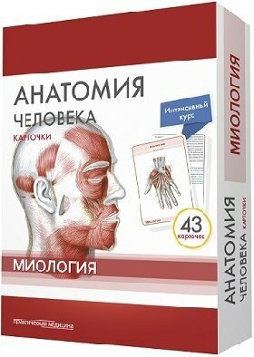 Анатомия человека. Карточки. Миология - фото №8