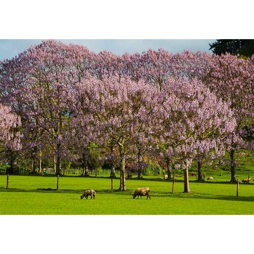 Павловния Войлочная - Императорское дерево (лат. Paulownia tomentosa) семена 500шт + подарочек