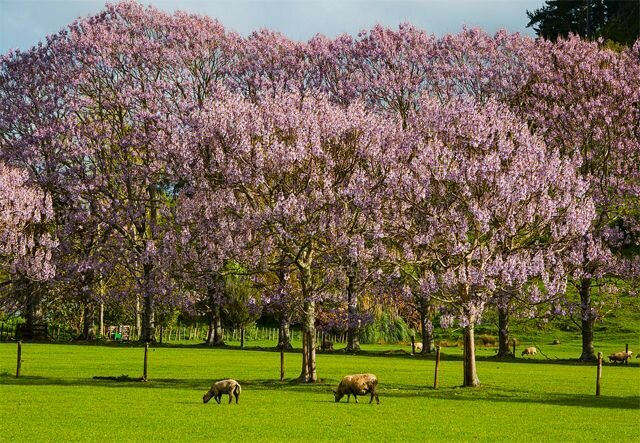 Павловния Войлочная - Императорское дерево (лат. Paulownia tomentosa) семена 500шт + подарочек